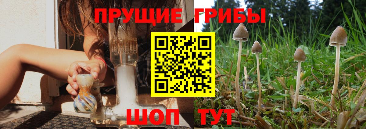 Галлюциногенные грибы Psilocybine cubensis Барабинск